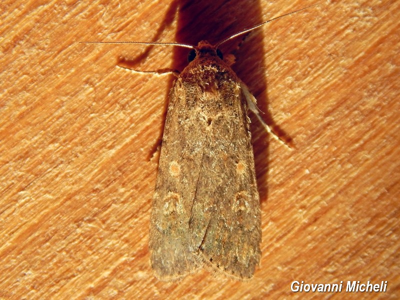 Falena 1 da determinare - Spodoptera exigua